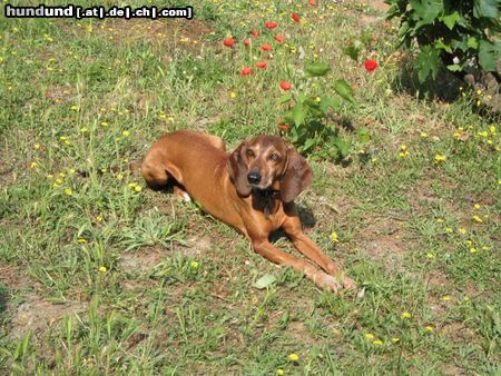 Segugio Italiano (Kurzhaar) Dies ist unser Arco. 8 Jahre alter Segugio