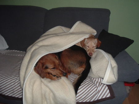 Segugio Italiano (Kurzhaar) Hunde Foto 27950 Segugio Italiano (Kurzhaar) meine Gini ein Segugio(-Mix?)