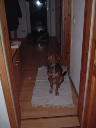 Segugio Italiano (Kurzhaar) Hunde Foto 27951 Segugio Italiano (Kurzhaar) meine Gini ein Segugio(-Mix?)