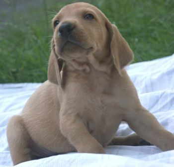 Segugio Italiano (Kurzhaar) Hunde Foto 42446 in höherer Auflösung ansehen Segugio Italiano (Kurzhaar) Elvira Del Purgatorio