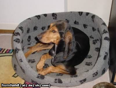 Segugio Italiano (Kurzhaar) Hunde Foto 16573 in höherer Auflösung ansehen Segugio Italiano (Kurzhaar) Luna