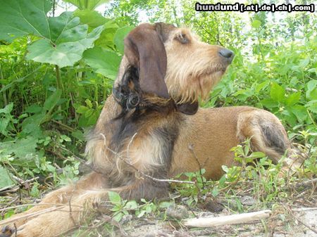 Segugio Italiano (Kurzhaar) Zur Abwechslung mal Wachhund!