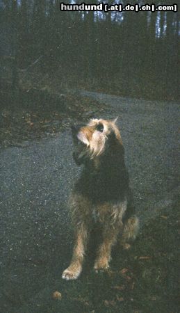 Segugio Italiano (Kurzhaar) Hunde Foto 9589 Segugio Italiano (Kurzhaar) Sina - Frauchen hat Leckerlies