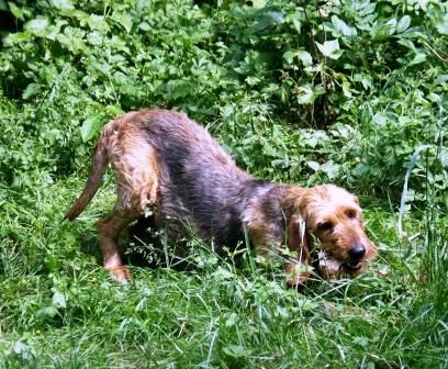 Segugio Italiano (Kurzhaar) Hunde Foto 42091 in höherer Auflösung ansehen Segugio Italiano (Kurzhaar) Bessy Del Purgatorio