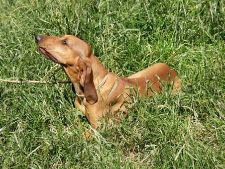 Segugio Italiano (Kurzhaar) Hunde Foto 42088 in höherer Auflösung ansehen Segugio Italiano (Kurzhaar) Freya Del Purgatorio