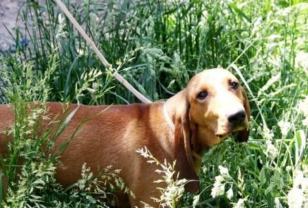 Segugio Italiano (Kurzhaar) Hunde Foto 42089 in höherer Auflösung ansehen Segugio Italiano (Kurzhaar) Freya Del Purgatorio