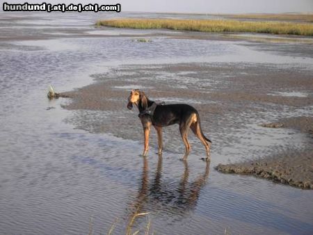 Segugio Italiano (Kurzhaar) Luna an der Nordsee