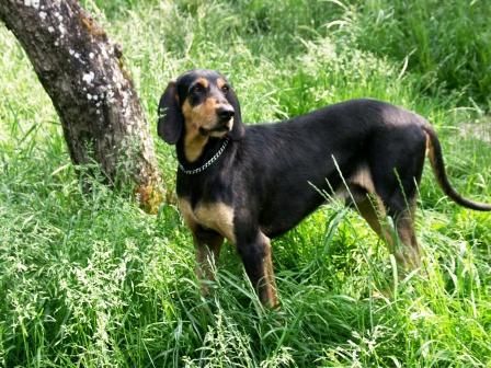 Segugio Italiano (Kurzhaar) Hunde Foto 42087 in höherer Auflösung ansehen Segugio Italiano (Kurzhaar) Odie Del Purgatorio