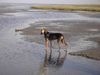 Segugio Italiano (Kurzhaar) Foto: Luna an der Nordsee (ID 26644) Segugio Italiano (Kurzhaar) Hund