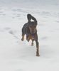 Segugio Italiano (Kurzhaar) Foto: Luna im Schnee (ID 19858) Segugio Italiano (Kurzhaar) Hund