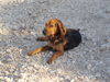 Segugio Italiano (Kurzhaar) Foto: Sammy (ID 46648) Segugio Italiano (Kurzhaar) Hund