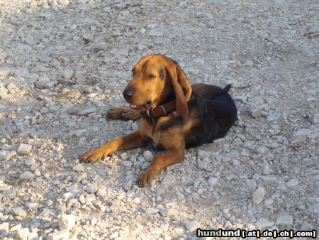 Segugio Italiano (Kurzhaar) Hunde Foto 46648 in höherer Auflösung ansehen Segugio Italiano (Kurzhaar) Sammy