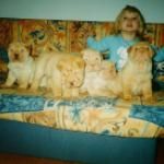 Shar Pei Hunde Foto 2618 Shar Pei Wymander`s