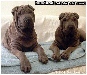 Shar Pei Hunde Foto 3641 Shar Pei Qin & Pao