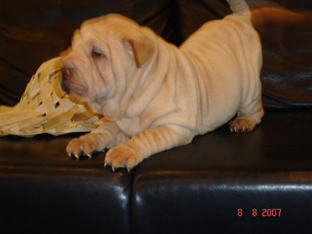 Shar Pei mein spike auf der couch!