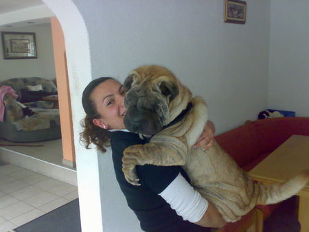 Shar Pei Hunde Foto 40999 in höherer Auflösung ansehen Shar Pei mein baby JOLLY