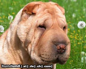 Shar Pei Hunde Foto 19613 in höherer Auflösung ansehen Shar Pei Chernyi Chizh Ninka Kak Katinka Club Champion 2005