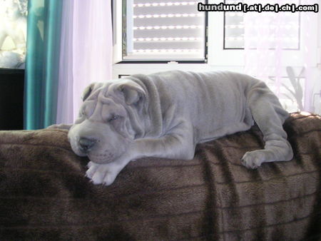 Shar Pei