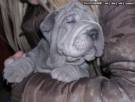 Shar Pei