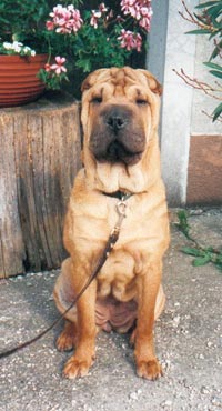 Shar Pei Hunde Foto 443 Shar Pei Farah