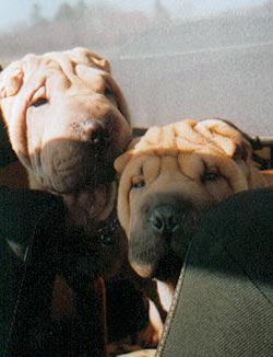 Shar Pei Hunde Foto 444 Shar Pei