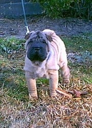 Shar Pei Hunde Foto 445 Shar Pei