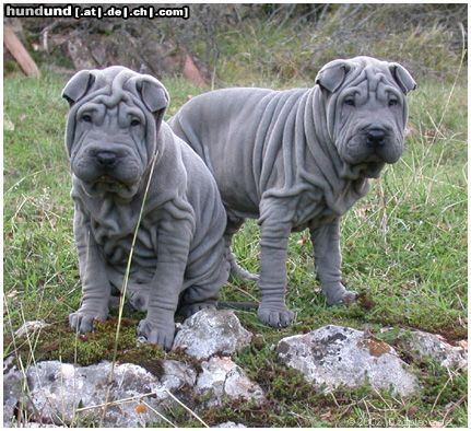Shar Pei Hunde Foto 3469 Shar Pei zwei Blaue