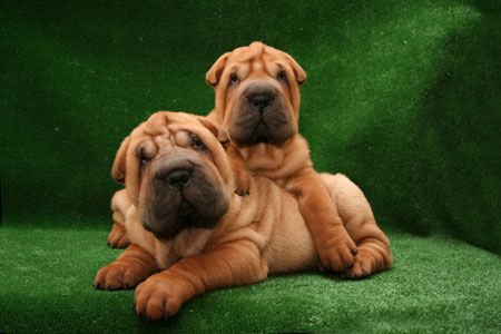 Shar Pei Shar pei pups from kennel Ingrem Rey