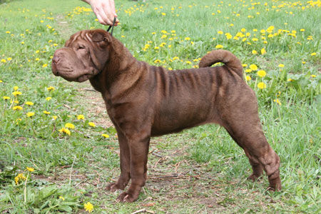 Shar Pei our beautifil chocolate girl