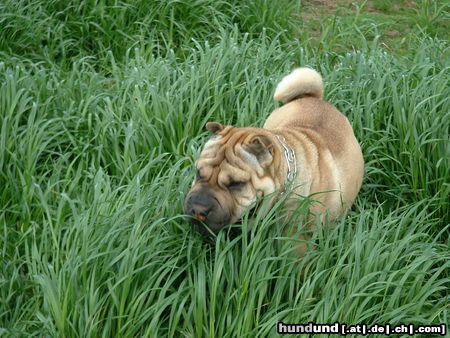 Shar Pei Hunde Foto 14279 Shar Pei SHOGUN