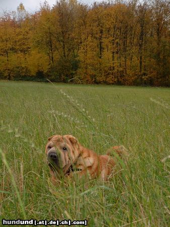 Shar Pei Hunde Foto 14278 Shar Pei JIAN