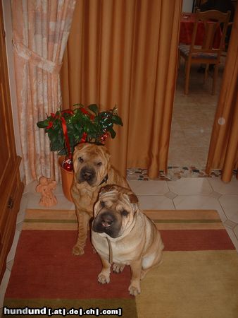 Shar Pei Hunde Foto 13914 Shar Pei ALLE JAHRE WIEDER KOMMT DAS CHRISTKIND ......