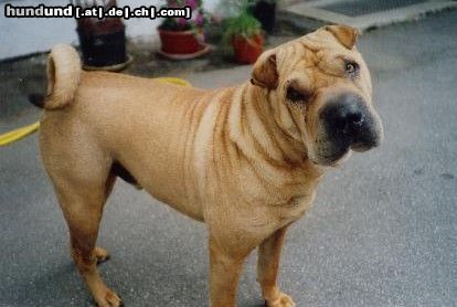 Shar Pei Hunde Foto 8838 Shar Pei Das ist Shar Pei Rüde Bobby