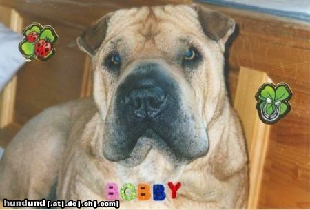 Shar Pei Hunde Foto 8840 Shar Pei Das ist Shar Pei Rüde Bobby