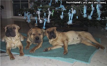 Shar Pei Hunde Foto 4080 Shar Pei Marlehn`s Gang