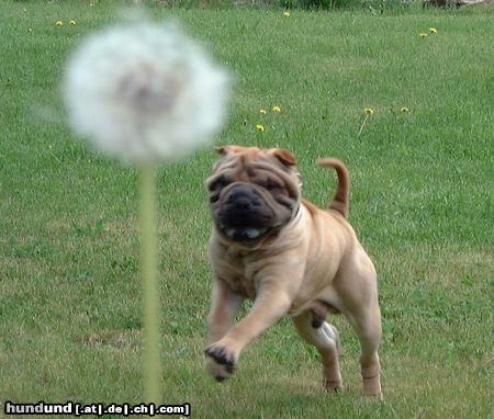 Shar Pei Hunde Foto 4409 Shar Pei Angriff auf Löwenzahn?