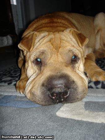 Shar Pei Hunde Foto 15842 in höherer Auflösung ansehen Shar Pei Wer kann diesen Blick widerstehen?