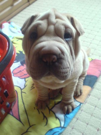 Shar Pei Hunde Foto 39777 in höherer Auflösung ansehen Shar Pei