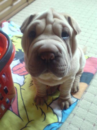 Shar Pei