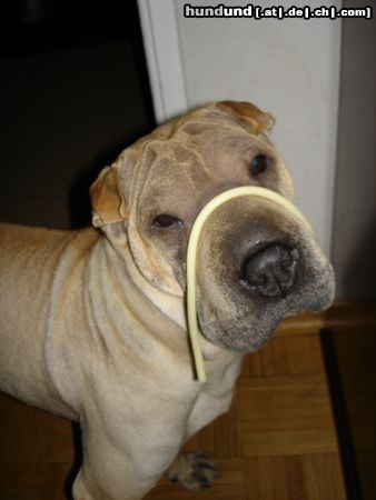 Shar Pei Hunde Foto 15840 in höherer Auflösung ansehen Shar Pei Xenia mit einer Nudel *grins*