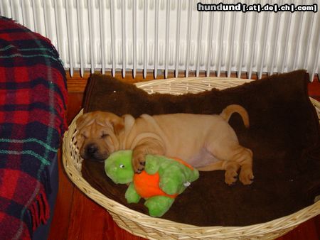 Shar Pei Hunde Foto 15278 in höherer Auflösung ansehen Shar Pei süsse träume