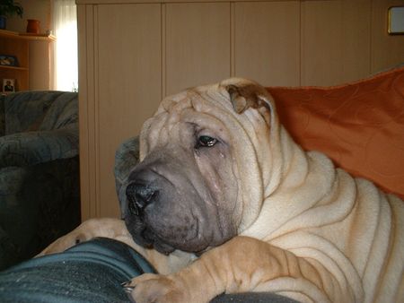 Shar Pei Hunde Foto 2441 Shar Pei Maruso´s Farah und Aint he like a Dream