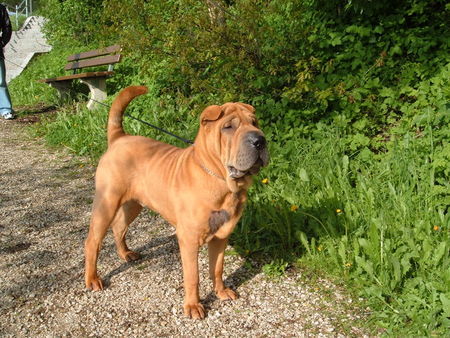 Shar Pei