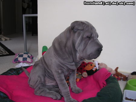 Shar Pei 4 Monate alt