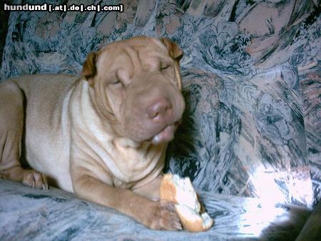 Shar Pei Hunde Foto 16398 Shar Pei Unsere Falte nimmersatt..