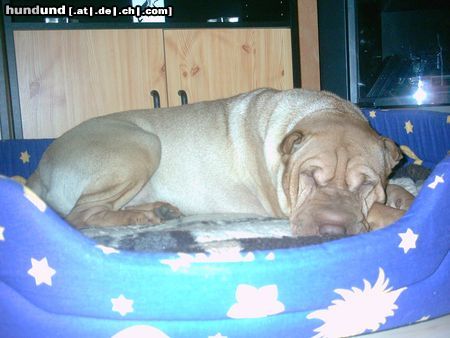 Shar Pei Hunde Foto 16380 Shar Pei Unsere süßen Falten..