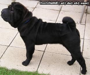 Shar Pei Hunde Foto 4779 Shar Pei Fiby