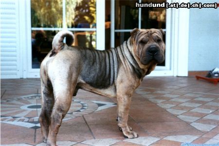 Shar Pei Hunde Foto 4079 Shar Pei Golding Love Me Tender