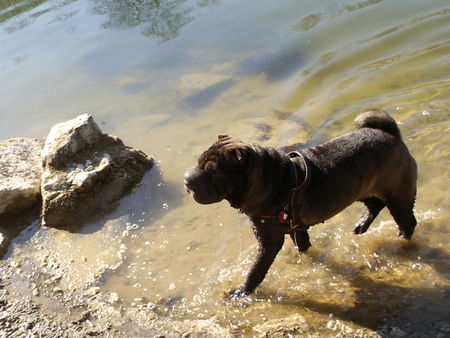 Shar Pei Munia