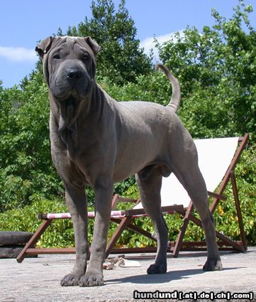 Shar Pei, Chinesischer Foto 12380 - hundund.de